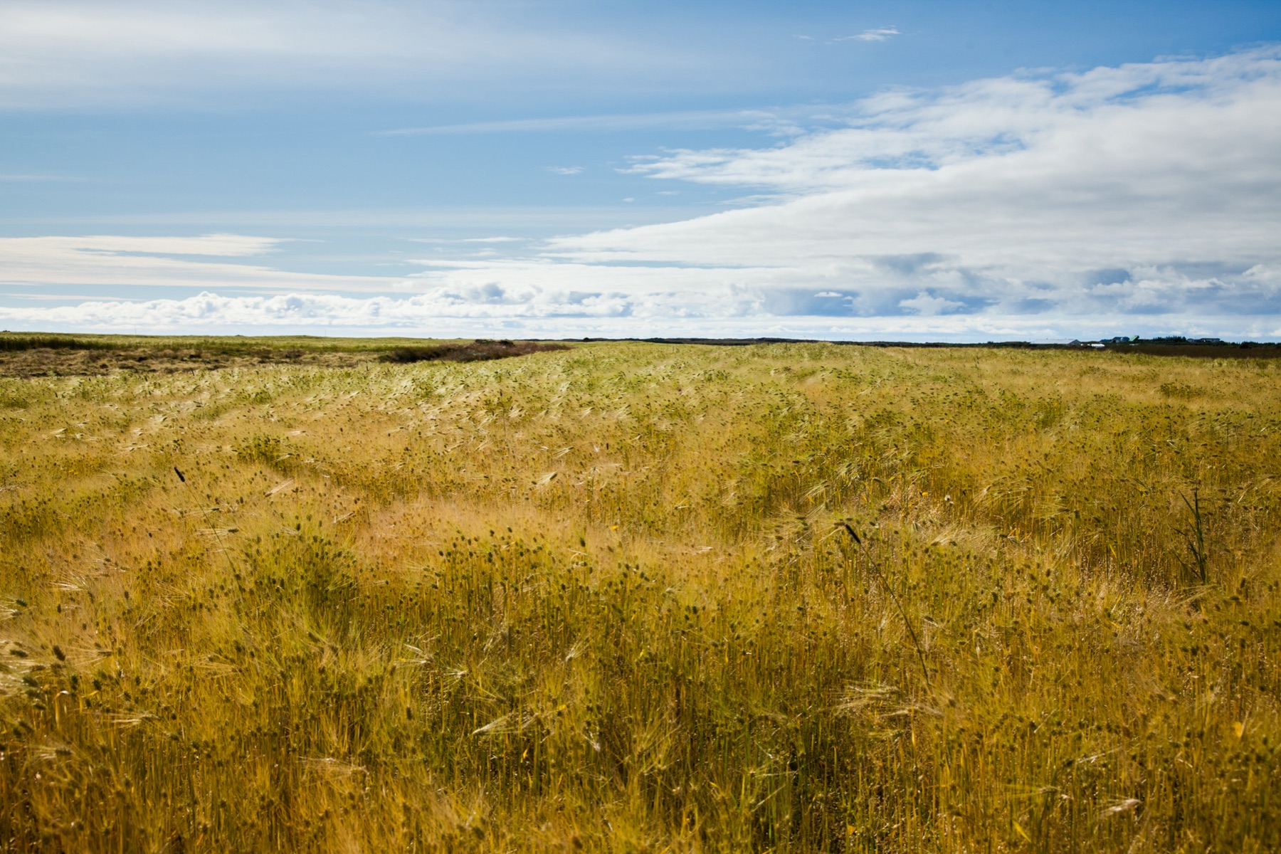 Golden barley, Iceland, Andrea Fremiotti