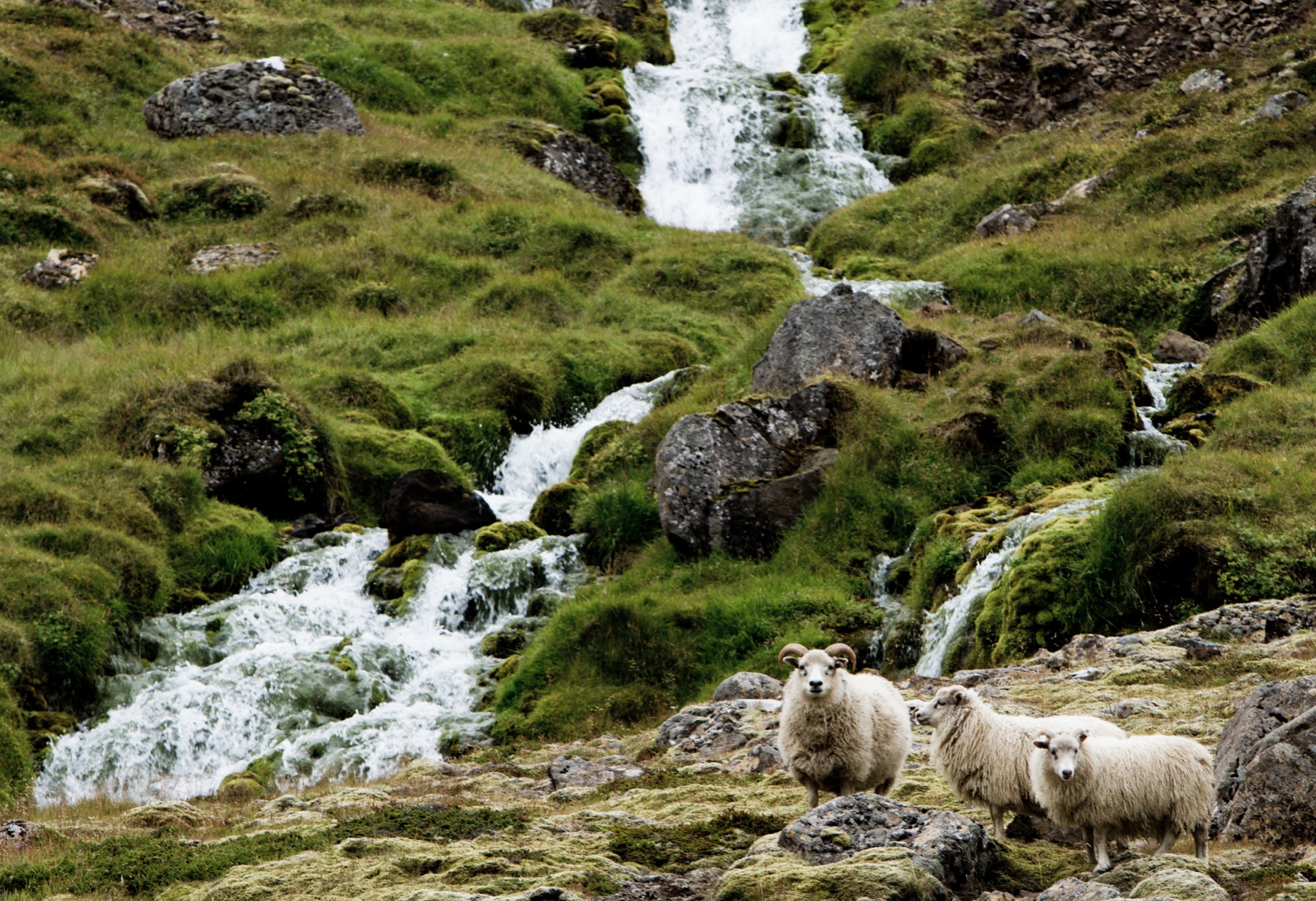 A waterfall with sheep, Iceland, Andrea Fremiotti